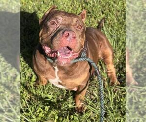 American Staffordshire Terrier Dogs for adoption in Fort Lauderdale, FL, USA