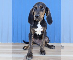 Medium Photo #3 Plott Hound Puppy For Sale in Lakewood, CO, USA