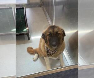 Anatolian Shepherd-Leonberger Mix Dogs for adoption in Rowlett, TX, USA