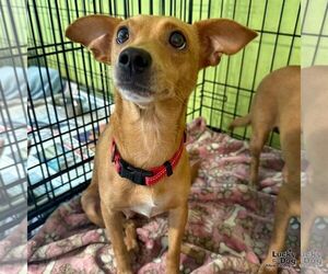 Chihuahua-Unknown Mix Dogs for adoption in Washington, DC, USA