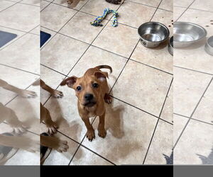 Labrador Retriever-Unknown Mix Dogs for adoption in Tracy City, TN, USA