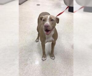 American Pit Bull Terrier Dogs for adoption in Riverside, CA, USA