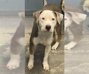 American Pit Bull Terrier Dogs for adoption in Tallahassee, FL, USA