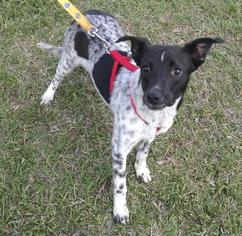 Pointer Dogs for adoption in Pembroke, GA, USA