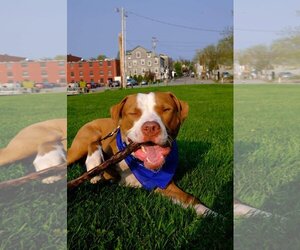 American Pit Bull Terrier-Unknown Mix Dogs for adoption in Essex, VT, USA