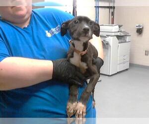 American Pit Bull Terrier Dogs for adoption in Fayetteville, NC, USA