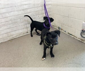 American Pit Bull Terrier-Labrador Retriever Mix Dogs for adoption in San Bernardino, CA, USA