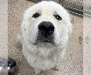 Great Pyrenees Dogs for adoption in Martinsburg, WV, USA