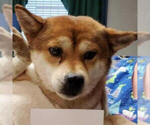 Shiba Inu Dogs for adoption in Pendleton, NY, USA