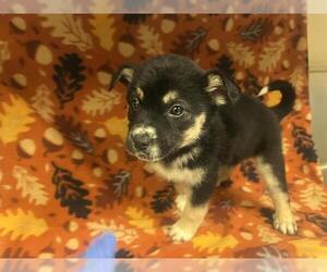 Mutt Dogs for adoption in HESPERIA, CA, USA