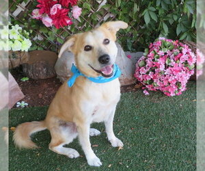 Goberian Dogs for adoption in Oklahoma City, OK, USA