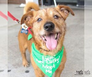 Cairn Terrier-Unknown Mix Dogs for adoption in Washington, DC, USA