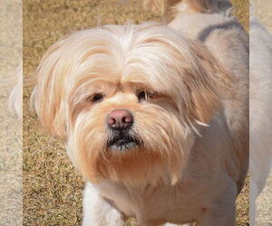 Lhasa Apso-Wheaten Terrier Mix Dogs for adoption in Huntley, IL, USA