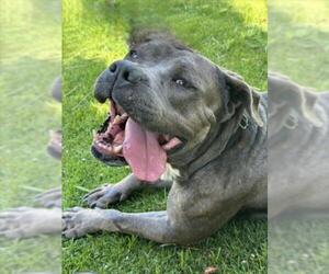 American Pit Bull Terrier-Unknown Mix Dogs for adoption in Las Vegas, NV, USA