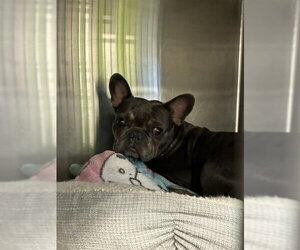 French Bulldog Dogs for adoption in Rancho Cucamonga, CA, USA