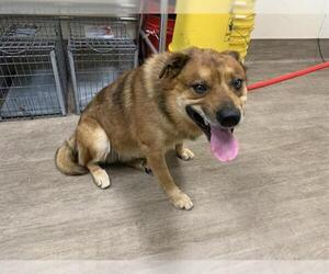Mutt Dogs for adoption in Pasadena, CA, USA