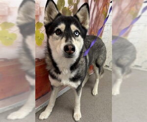 Siberian Husky Dogs for adoption in San Bernardino, CA, USA