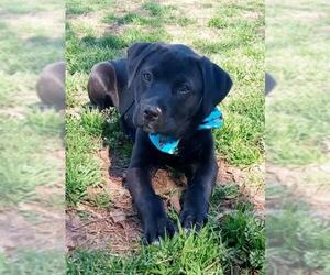Labrador Retriever Dogs for adoption in Winder, GA, USA