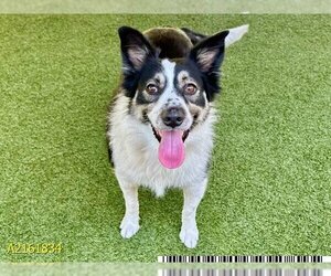Border Collie Dogs for adoption in West Palm Beach, FL, USA