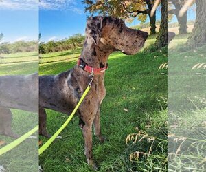Great Dane Dogs for adoption in New London, WI, USA