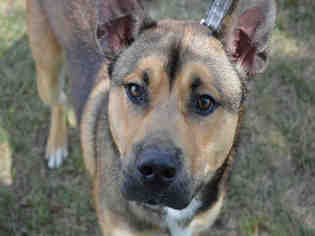 German Shepherd Dog Dogs for adoption in Decatur, IL, USA