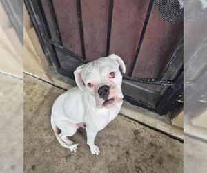 Boxer Dogs for adoption in San Antonio, TX, USA