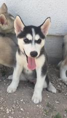 Medium Photo #1 Alusky Puppy For Sale in Del Rio, TX, USA