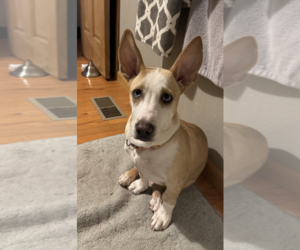 Pembroke Welsh Corgi-Unknown Mix Dogs for adoption in Anchorage, AK, USA