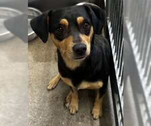 Chihuahua Dogs for adoption in San Bernardino, CA, USA