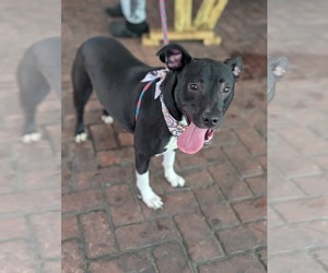 Mutt Dogs for adoption in Holly Springs, NC, USA