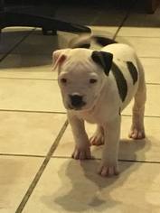 Bulldog Dogs for adoption in Phoenix , AZ, USA