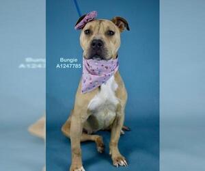 Mutt Dogs for adoption in Bakersfield, CA, USA