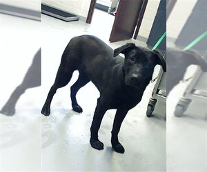 Labrador Retriever Dogs for adoption in Fayetteville, NC, USA