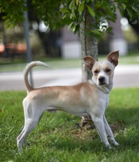 Rat-Cha Dogs for adoption in Sanford, FL, USA