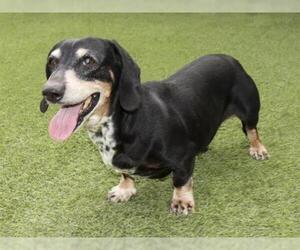 Basschshund Dogs for adoption in Ojai, CA, USA