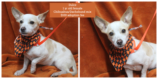 Chiweenie Dogs for adoption in Jefferson City, TN, USA