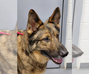 German Shepherd Dog Dogs for adoption in South Bend, IN, USA