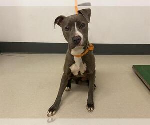 American Pit Bull Terrier Dogs for adoption in Corona, CA, USA