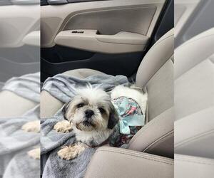 Shih Tzu-Unknown Mix Dogs for adoption in San Antonio, TX, USA