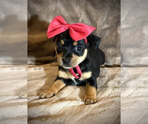 Rat Terrier Dogs for adoption in Holly Springs, NC, USA
