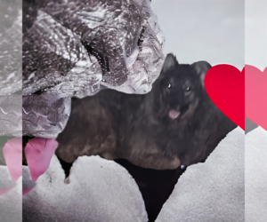 German Shepherd Dog-Huskies  Mix Dogs for adoption in Orange Grove, TX, USA