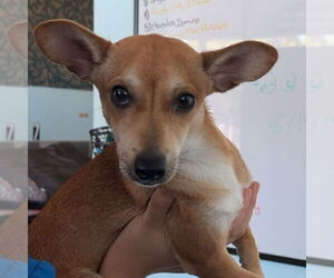 Chihuahua-Unknown Mix Dogs for adoption in Chico, CA, USA