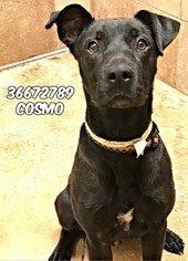 Labrador Retriever Dogs for adoption in San Antonio, TX, USA