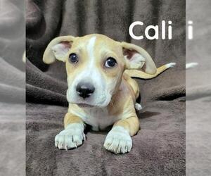 Boxer Dogs for adoption in Phelan, CA, USA