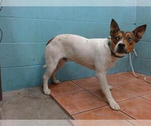 Mutt Dogs for adoption in Downey, CA, USA