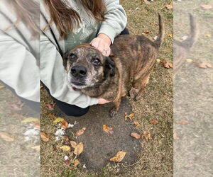 Mutt Dogs for adoption in Evansville, IN, USA