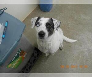 Mutt Dogs for adoption in Mitchell, SD, USA