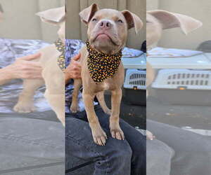 American Pit Bull Terrier Dogs for adoption in Berkeley, CA, USA