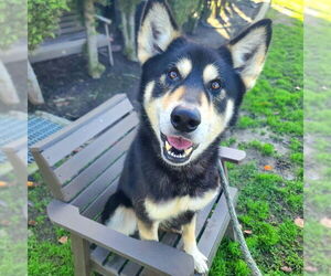 German Shepherd Dog-Siberian Husky Mix Dogs for adoption in Long Beach, CA, USA