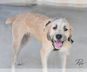 Golden Retriever-Scottish Deerhound Mix Dogs for adoption in Montgomery, TX, USA